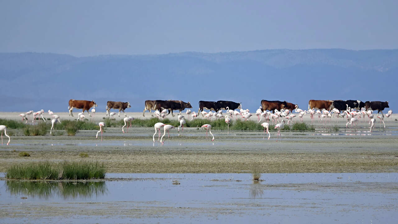 Konya’nın flamingo cennetinde hayat yeniden başladı! 5 bin yavru dünyaya geldi 8